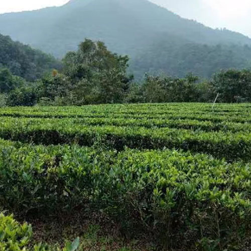 茶色素提取工廠