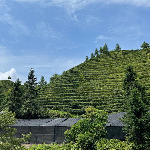 茶褐素原料工廠